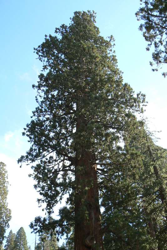 20 Sequoia National Park